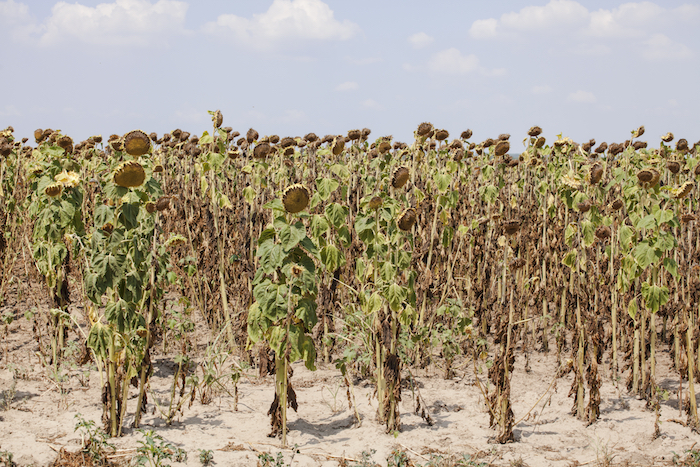 During drought plants don't grow properly.