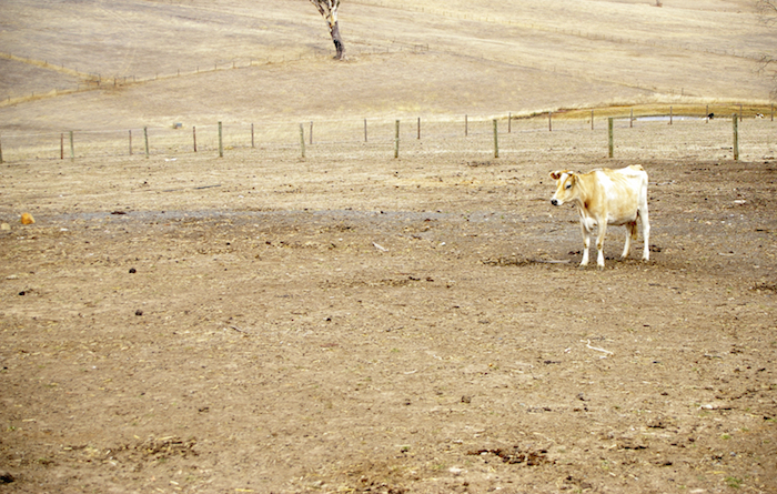 Pastures die in a drought and farm animals starve. ©iStock
