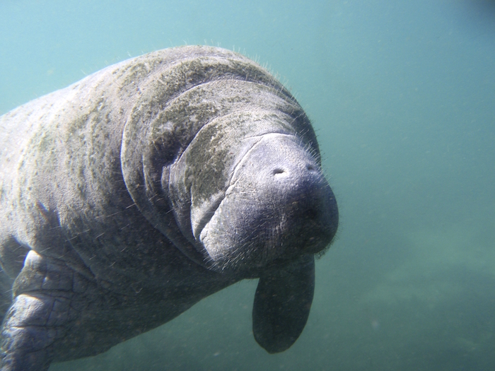 Dugongs are a greyish brown colour. ©iStock