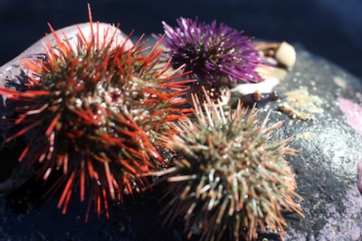 Sea urchins. ©Getty Images