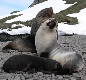Antarctic fur seals enjoying the summer! ©Getty Images