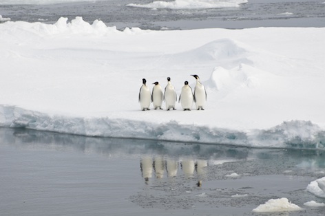 Emperor penguins ©Getty Images