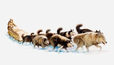 Antarctic exploration with dog sled. ©Getty Images