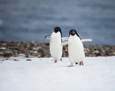 A pair of Adelie penguins. ©Getty Image
