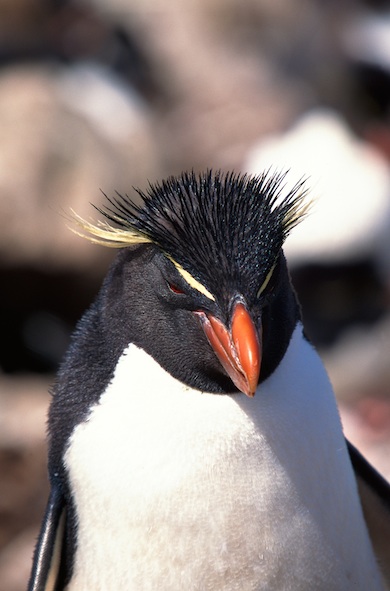 Rockhopper penguins have yellow feathers on their heads. © Getty Images