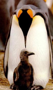 King penguins must guard their chicks from predators such as leopard seals. © Getty Images