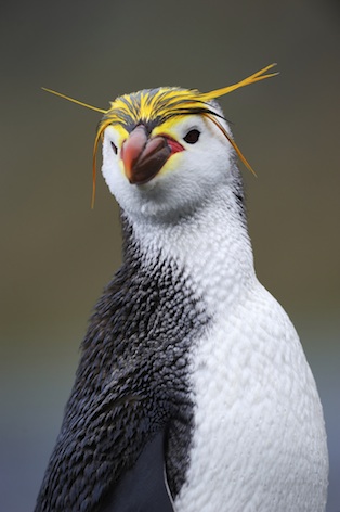 Royal penguin © Getty Images