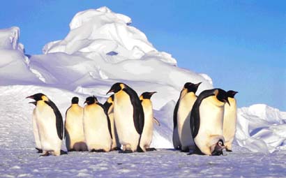 Emperor penguins. The largest of the Antarctic penguins. © Getty Images
