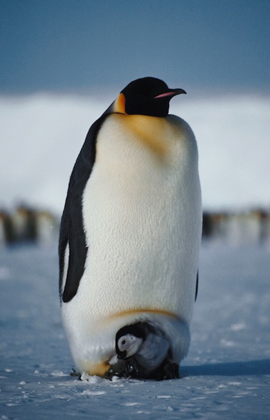 Emperor penguin chick protected by the male's warm brood patch. Getty Images