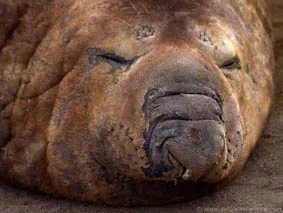Male elephant seal, the largest of the pinniped family. ©Getty Images
