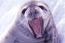 Crabeater seal. ©Getty Images