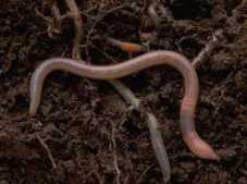 earthworms.jpg