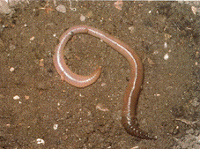 Earthworms Kidcyber