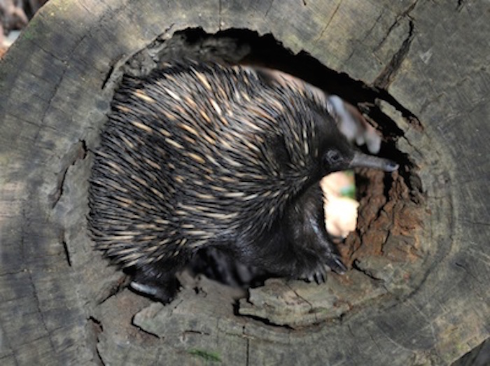 An echidna in a hollow log ©Getty Images