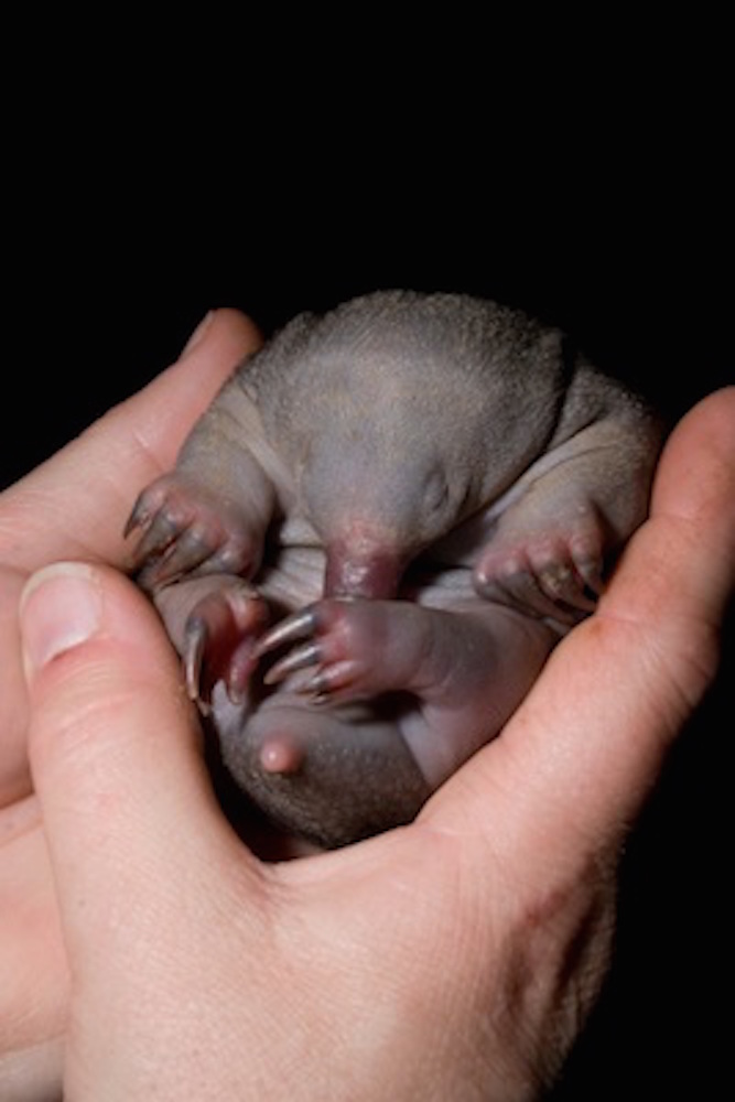 A puggle beginning to develop hair. ©Getty Images