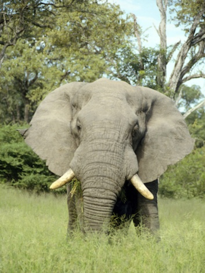 A male African elephant. ©Getty Images