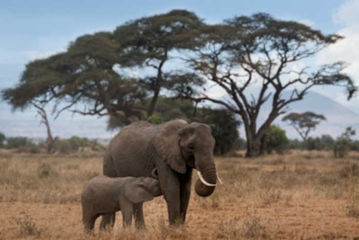 African elephant calf suckling milk from its mother. ©Getty Images
