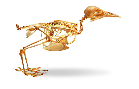 Bird skeleton ©Getty Images