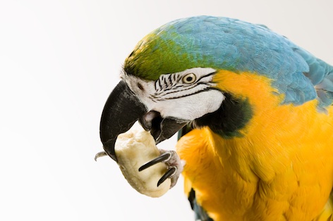 A beak that opens Brazil nuts...a young green winged macaw ©Getty Images