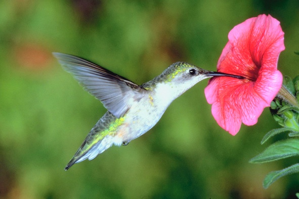 A tiny hummingbird getting nectar. ©Getty Images
