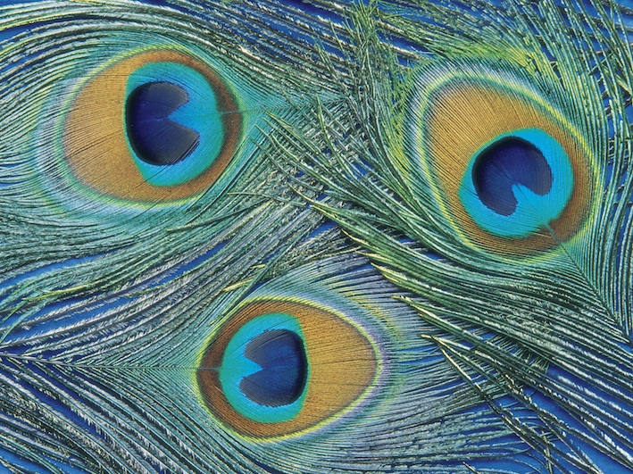 Tail feathers of a peacock. The peahen is brown. ©Getty Images