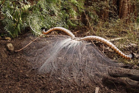 A lyrebird male dancing to impress a female. His outspread tail is flipped over his head. ©Getty Images