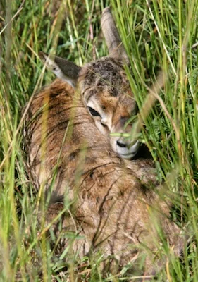 A newborn Thomsons gazelle hidden in grass © getty Images