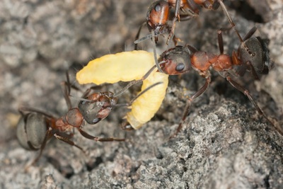 Ants moving a larva. ©Getty Images