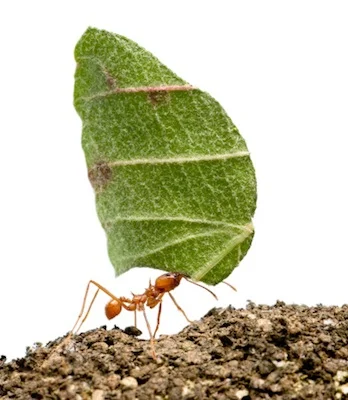 Leaf cutter ants have large jaws ©Getty Images