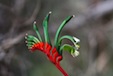 Kangaroo paw