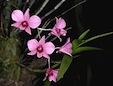 Cooktown orchid