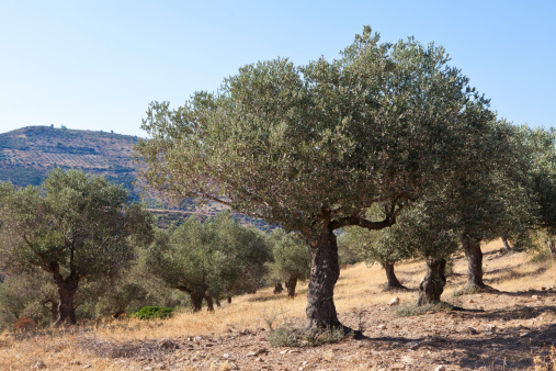 From 2475 B.C. olives are picked and eaten or pressed to make olive oil. Getty Images