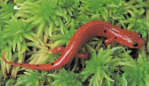 A red salamander ©Getty Images
