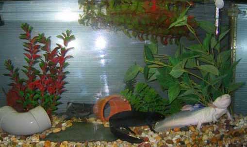 Axolotls Kidcyber Axolotls Kidcyber