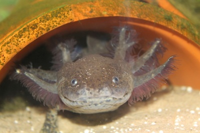 An axolotl sheltering in a flower pot shelter in its tank. ©Getty Images