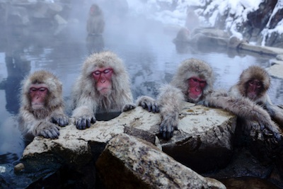 In Japan, even monkeys living in the mountains thaw off in hot springs. ©Getty Images
