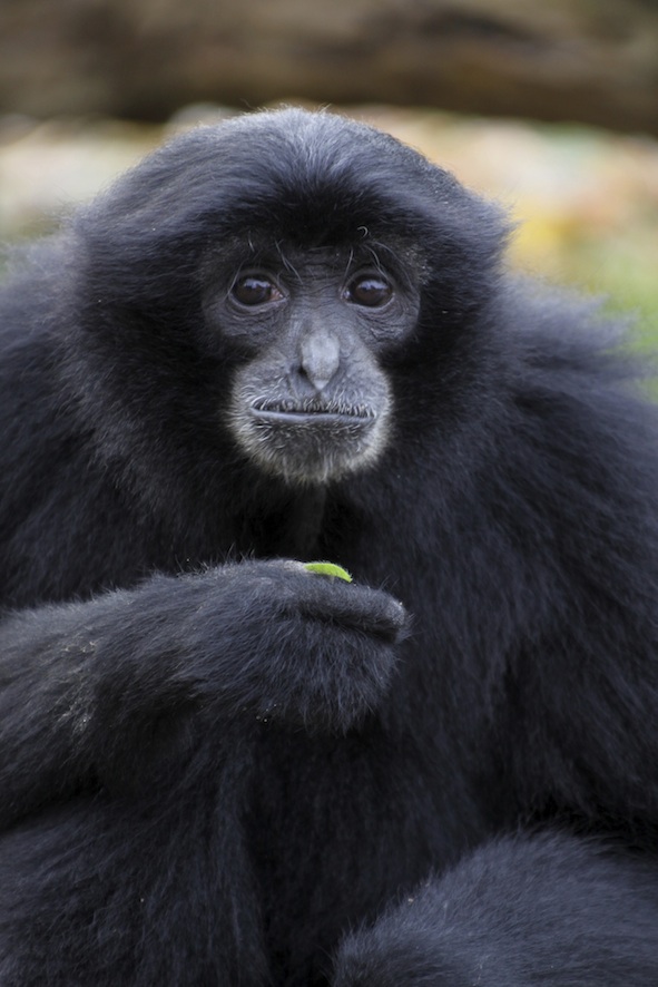 The siamang is the largest of the gibbons. © Getty Images