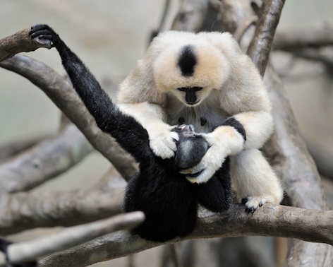 A female white-cheeked gibbon grooming her black male young. ©Getty Images