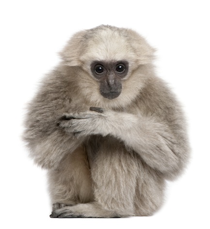 A baby female pileated gibbon. Males have black fur. ©Getty Images