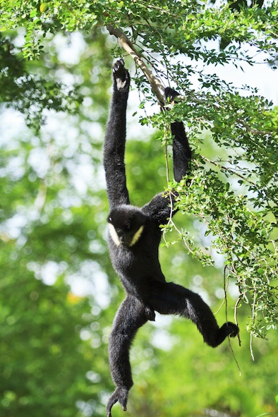 Gibbons spend most of the time in trees. ©Getty Images