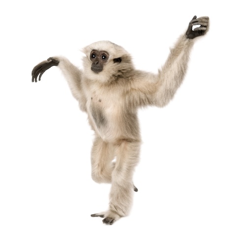 Gibbons can walk on two legs © Getty Images