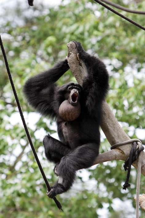 Large throat pouches make their calls echo through the forest. © Getty Images