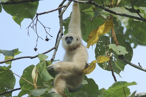 A rare white-handed gibbon in Thailand. © Getty Images