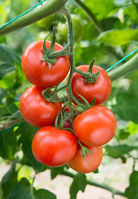 Tomatoes grow on a vine. They came first from South America. © Getty Images