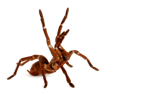 The largest spider in the world is the Goliath Tarantula © Getty Images