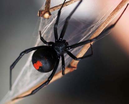 Female redback spiders build webs to catch prey.
