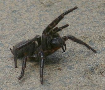 The male Sydney funnel-web spider will attack. See his sharp fangs!