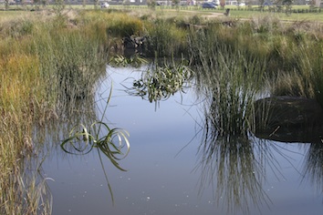Don't pollute ponds. They are frog habitats. ©Getty Images