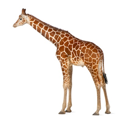 A reticulated giraffe, the sub species with clearest markings on its skin. ©Getty