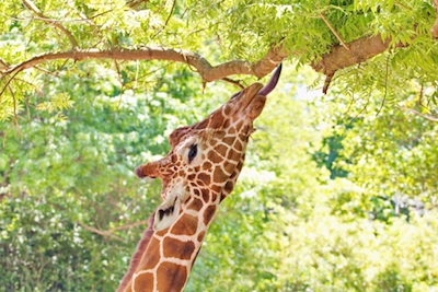 A giraffe has a long tongue to help reach leaves. ©Getty Images
